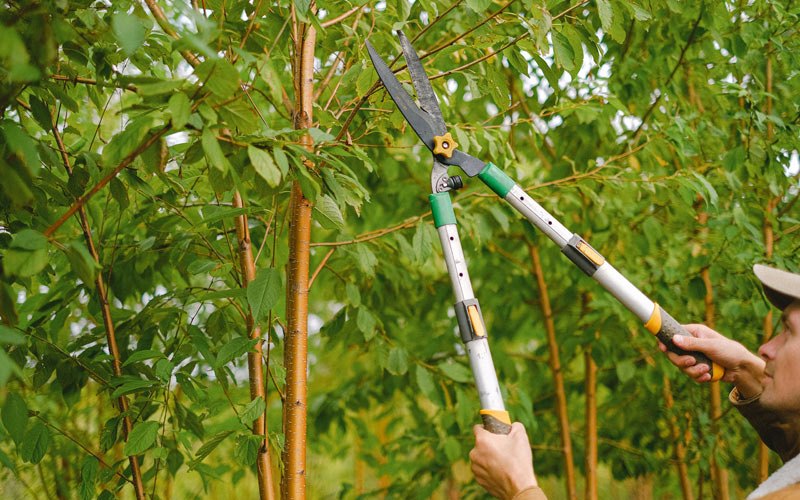 Tree trimming in New Plymouth, ID